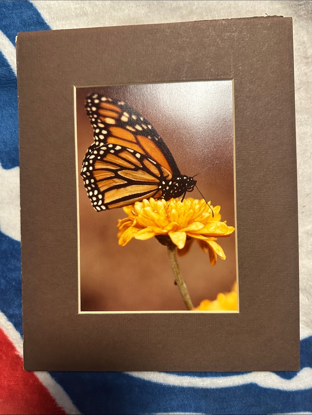 Monarch Butterfly on Yellow Flower Wall Art Print - Brown Mat